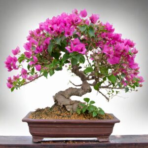 Bougainvillea Bonsai