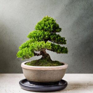 Cypress Bonsai