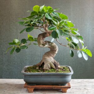 Ficus Retusa Bonsai